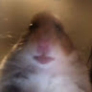 Meet your Posher, Deana